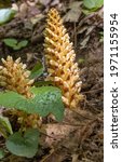 Small photo of American cancer, squawroot, a perennial, parasitic plant growing from the roots of a tree.