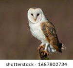 Barn Owl perched on post
