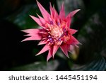 Aechmea image - Free stock photo - Public Domain photo - CC0 Images