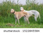 Two dogs greyhound sighthound white pose
