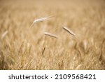 Small photo of Barley grain is used for flour, barley bread, barley beer, some whiskeys, some vodkas, and animal fodder - selective focus