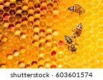 Closeup Of Bees On Honeycomb In ...