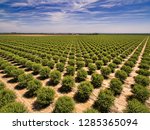 Almond crops in California