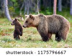 Brown Bear Cub Standing And Her ...