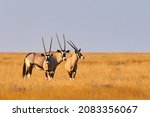 Southern Oryxes  Oryx Gazella ...