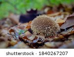 Mushroom Lycoperdon Echinatum ...