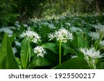 Small photo of Flowering field Allium ursinum, known as wild garlic, ramsons, buckrams, broad-leaved garlic, wood garlic, bear leek or bear's garlic. A beautiful and edible plant in its natural habitat