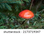 Young Red Poisonous Mushroom...
