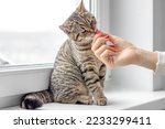 Small photo of tabby cat beautiful adorable kitty on window sill playing smells scratch tower tree sitting with back eating licking food from owner fingers hand.nail claw sharpener domestic pet young female pussycat