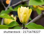 Blossoming of magnolia yellow flowers in a spring garden, natural seasonal floral background with copyspace.