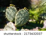 Cactus opuntia leucotricha...