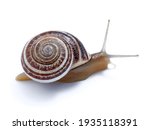 Land Snail Of The Helicidae...
