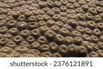 Small photo of Diploastrea heliopora, commonly known as diploastrea brain coral or honeycomb. Close-up Coral polyp detail. Coral polyps background. Coral texture.
