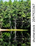 Small photo of the pine trees reflecting on beaman pond in iotter river state forest in templeton massachussetts