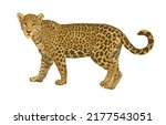  Vector Isolated Leopard Or...