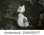 White Duck Swimming In The River