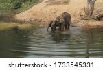 Two Elephants Drinking Water In ...