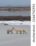 Two wild male polar bears sniffing each other checking each other out on the snowy tundra in Churchill, Manitoba, Canada in fall