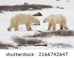 Two wild polar bears sizing each other up for sparring or play fighting in Churchill, Manitoba, Canada in fall