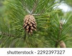 Half-open pine cone on branch with green needles