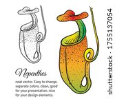 Nepenthes Carnivorous Plant...