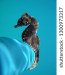 Small photo of seahorse taken gently on the diver's hand hippocampus hippocampus