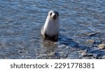 Antarctic fur seal ...