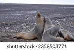 Small photo of Antarctic fur seals (Arctocephalus gazella) at Whaler's Bay, Deception Island, Antarctica