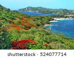 Small photo of Flowering flame trees on the slope of Pigeon Island, Saint Lucia, with the resorts at Rodney's Bay in the distance