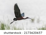 Glossy Ibis Flying Over  Wetland