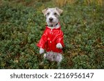 Dog breed Jack Russell Terrier stands on its hind legs in a green forest in blueberries in a red raincoat.