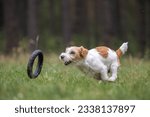 Dog breed Jack Russell Terrier in a red raincoat carries in his mouth a jumping ring toy in a green forest.