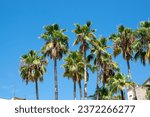 Small photo of Exotic Palm trees in Spain with sky background. Summer tine and sun weather.
