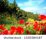 Field Of Poppy Flowers And Pine ...