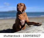 Small photo of handsome rhodesian ridgeback dog swearing under oath on driftwood log on beach on Crissy Field, San Francisco