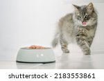 Cat walking near bowl of food