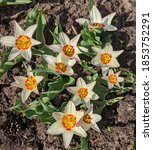 Small photo of Ancilla has cream colored petals with bright red stripes around a yellow center inside and red specks at the tips of each petal.