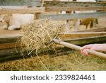 Small photo of A farmer woman gives hay to cows in a stall on the farm. The farmer is using a pitchfork to give hay to the animals in the stall.