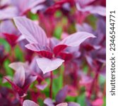 Small photo of The mauve and pink hues of the red leaf amaranth complement each other perfectly, creating a stunning visual display.