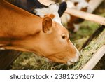 Small photo of The baby calf is happily chomping on herbage in the small barn