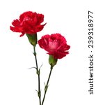 Two Carnations  Isolated On...
