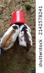 Small photo of Nigerian Dwarf Goat Buckling and Doeling
