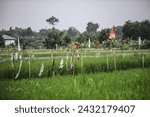 Small photo of TANGERANG, INDONESIA-MARCH 2024-Farmers make tools to deter rice-eating birds in their rice fields on 01, March 2024 in Tangerang.