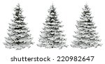 Pine Trees Isolated On White....