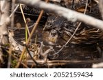 Small photo of A muskrat, thinking he has eluded the photographer peers out from beneath fallen branches.