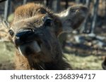 Small photo of A curious elk smushes its nose against the car window