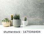 Succulent plants in pots against grey background. Houseplants