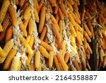 Many hanging dried corn cobs ...