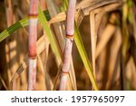 sugarcane harvesting season ... | Shutterstock . vector #1957965097