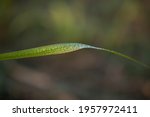 dew on sugarcane leaf in the... | Shutterstock . vector #1957972411